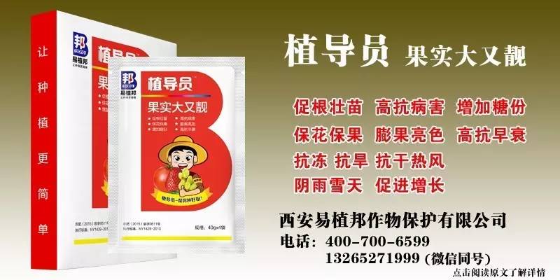 澳门王中王100%期期中一期,澳门王中王100%期期中一期，揭秘彩票背后的秘密与探索成功的可能性